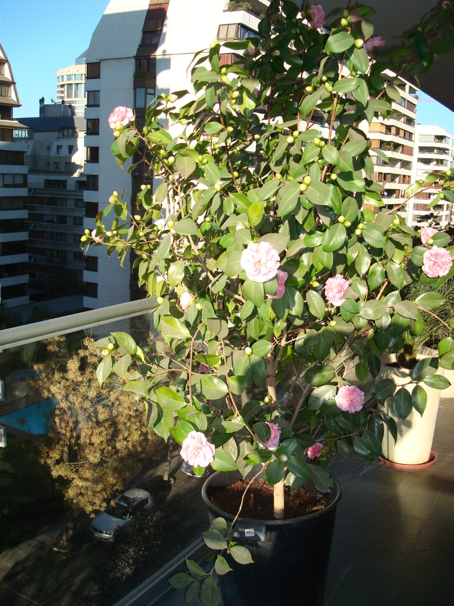 Venta Departamento S 4D 4B 2E 1Bd P&iacute;o XI - Vitacura