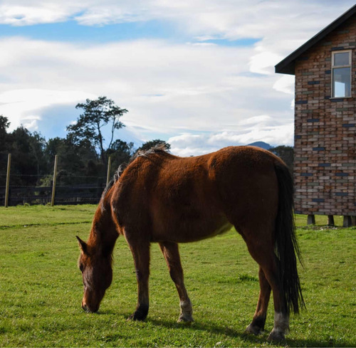 Venta Casa 4D 2B 2E Philippi - Puerto Varas