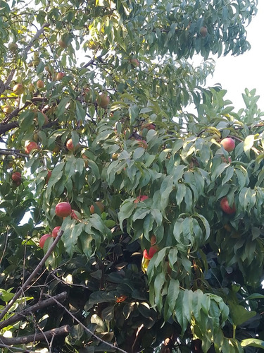 Venta Casa 5D en suite Walk-in cl&oacute;set 4B 2E 1B Chicureo - Colina